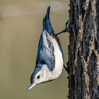 White-breasted Nuthatch