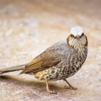 Brown-eared Bulbul