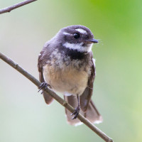 Grey Fantail