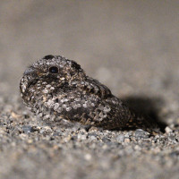 Mt Diablo SP - Mitchell Canyon | Birdingplaces
