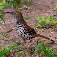 Long-billed Thrasher