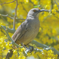 Curve-billed Thrasher