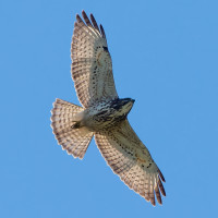 Hawk Cliff | Birdingplaces