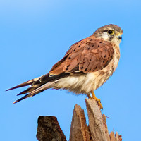Nankeen Kestrel