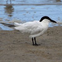 Australian Tern