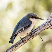 Pygmy Nuthatch