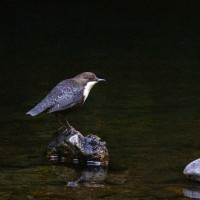Sächsische Schweiz - Polenztal | Birdingplaces