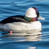 Bufflehead