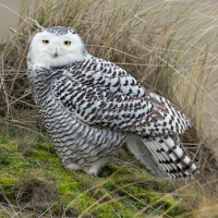 Snowy Owl