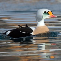 Eider à tête grise