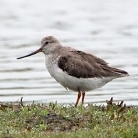 Terek Sandpiper
