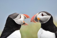 Borgarfjörður Eystri