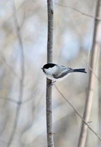 Кафе Лесное (Cafe Forest)