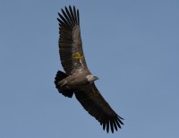 Serra Mariola - Barranc del Cint