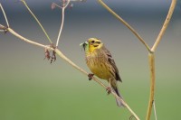 Empese and Tondense Heide