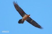Capçaleres del Ter i del Freser (Vall de Núria)