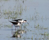 Iernut - Cipău Fishponds