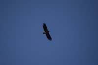 Parcul Natural Balta Mica a Brailei