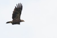 San River Valley - Bieszczadzki National Park