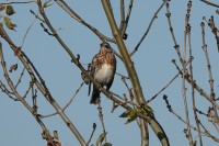 Uiterwaarden Everdingen