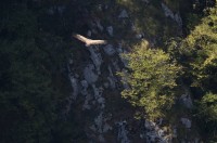 Uvac Gorge Nature Reserve