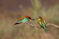 Zołny - Place of the Bee-eater