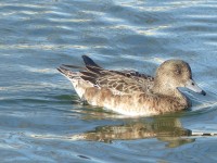 Lago de la Casa de Campo