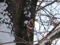 Vynohradiv Park Pereni
