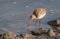 Crossness Nature Reserve & River Thames