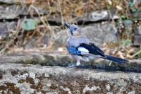 Fuente del Francés - Monfragüe NP