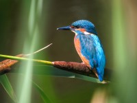 Flag Lane North Bridle Path Pond
