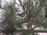 Rezerwat Przyrody Góra Chełmo