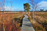 Thursley Common