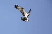 Bassenthwaite Ospreys