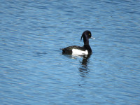 Lagoa de São Lourenço