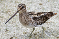 Embarcadero de Trebujena