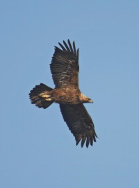 Gösslunda Nature Reserve