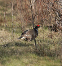 Taglamyren Nature Reserve