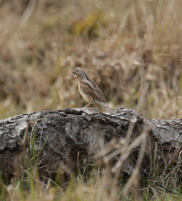 Ottenby Lund Nature Reserve