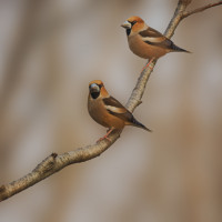 Monte Barco e Santa Colomba