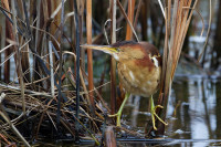 Centre d'Interprétation de la Nature du Lac Boivin