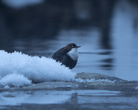 Fiume Brembo di Carona