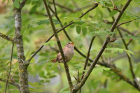 Williamthorpe Nature Reserve