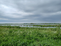 Rusne Fishponds