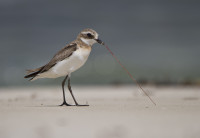 Kongo River Coastline