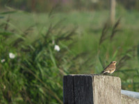 Vosse- en Weerlanerpolder