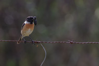 Embalse de Alcollarín