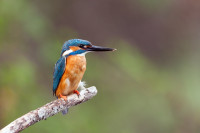 Risorgive del Bacchiglione