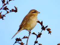 Whitburn Coastal Park