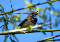 Binnenveldse Hooilanden